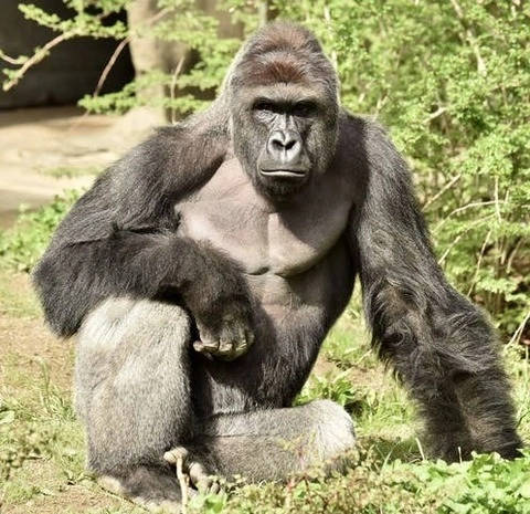 Harambe