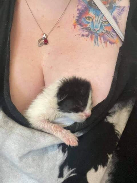 Kitties on Titties