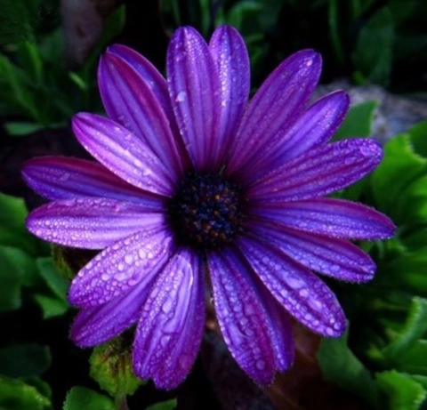 Daisy-violet