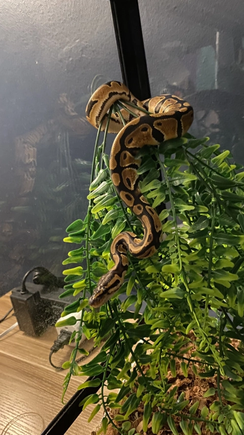 Mila the Snake