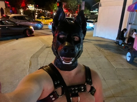 Pup Shadow OnlyFans Picture