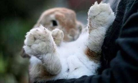 bunnypaws