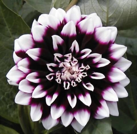 Dahlia