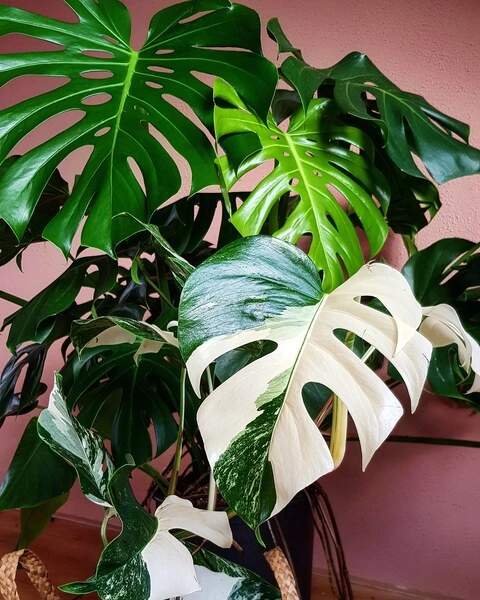 Monstera Mania