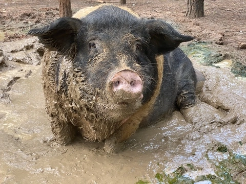 Lenny Pig