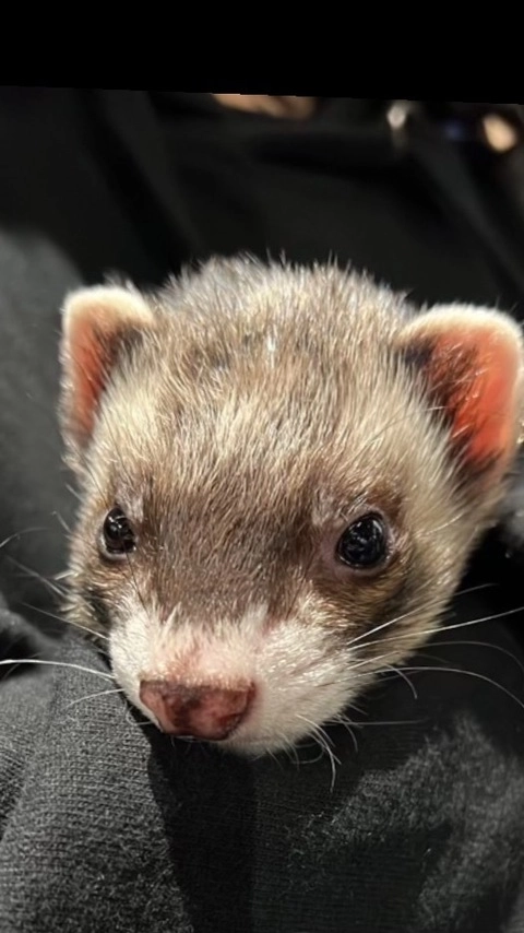 OnlyFerrets