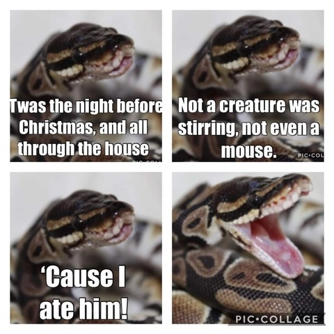 Snake