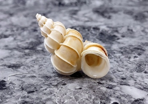 Kinky Seashell