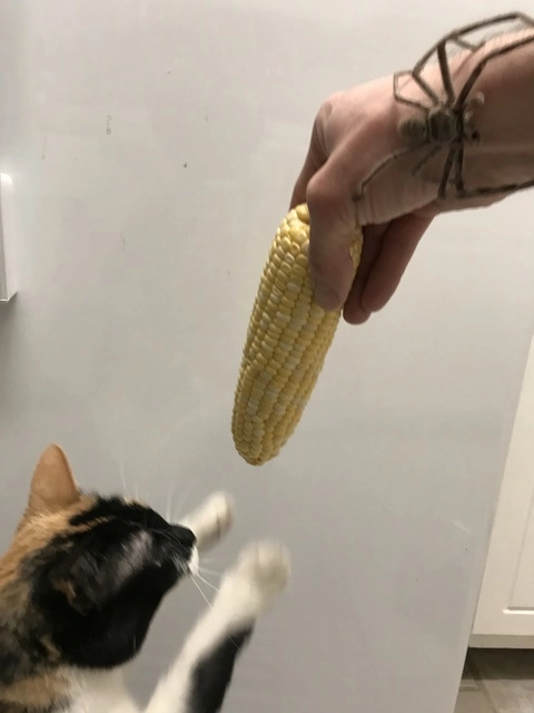 NOKITTYMYCREAMEDCORN