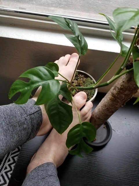 ThisGuyWithFeetAndPlants