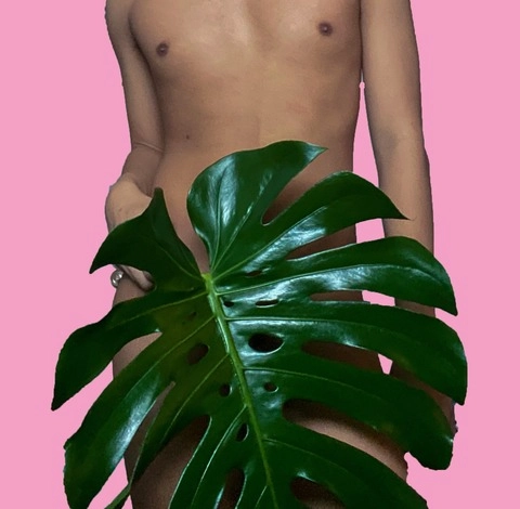 Monstera Twink